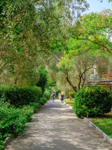Allée ombragée entre les arbres et les haies